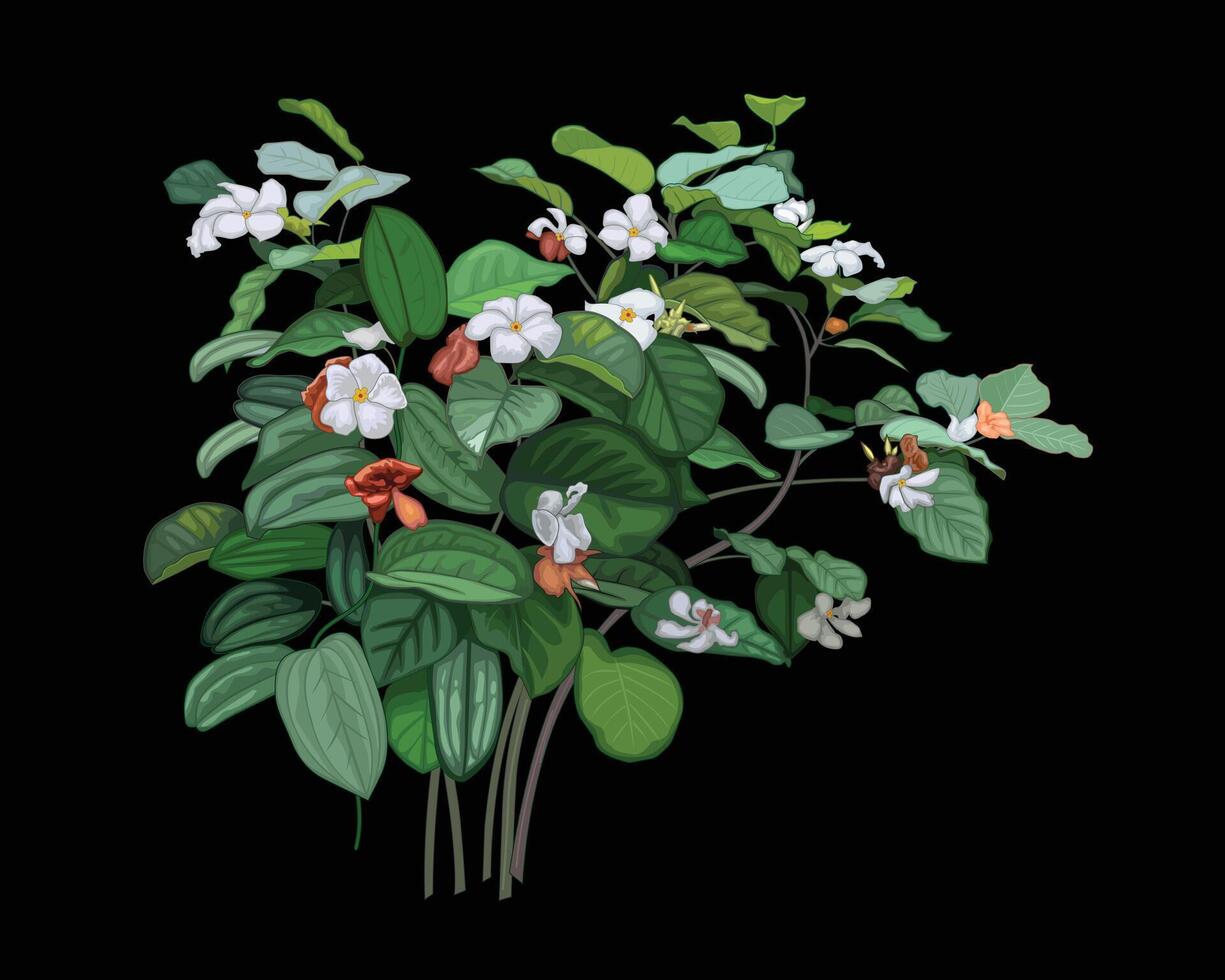 Wild flower, frangipani vine, illustration style, suitable for background design. vector
