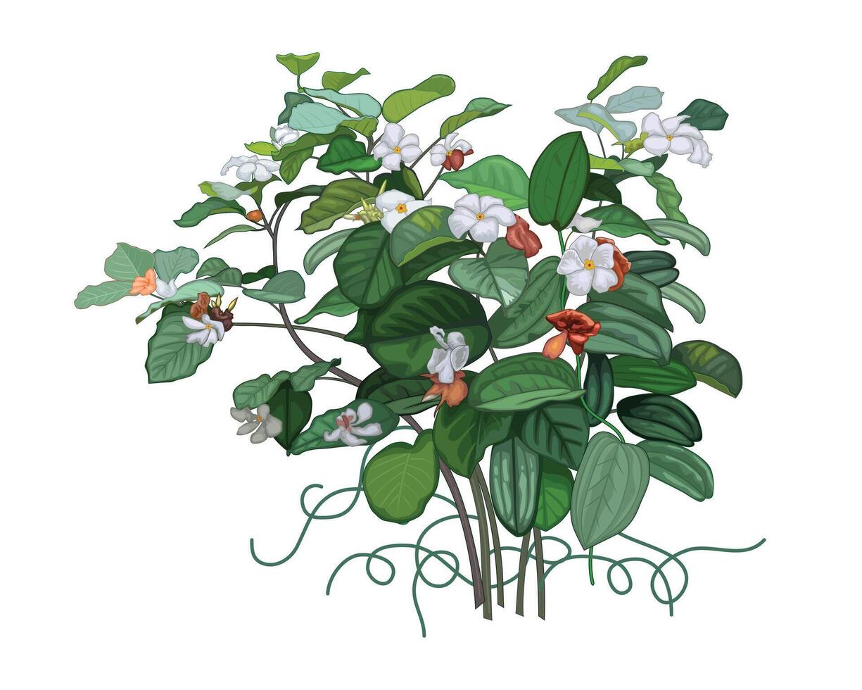 Frangipani vine fragrant, wild flower illustration isolated on white background. vector