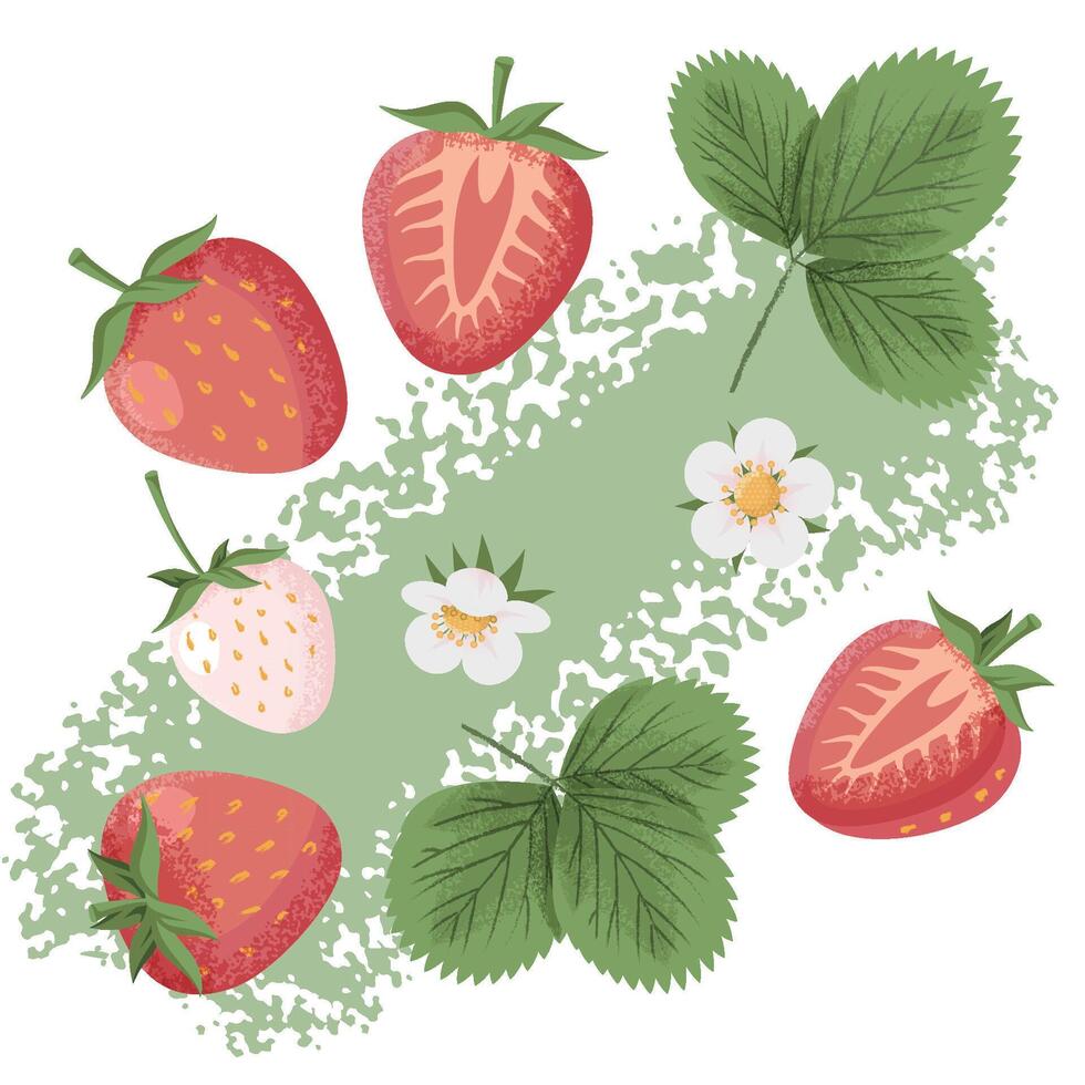 Set of strawberry illustrations with leaves, flowers vector