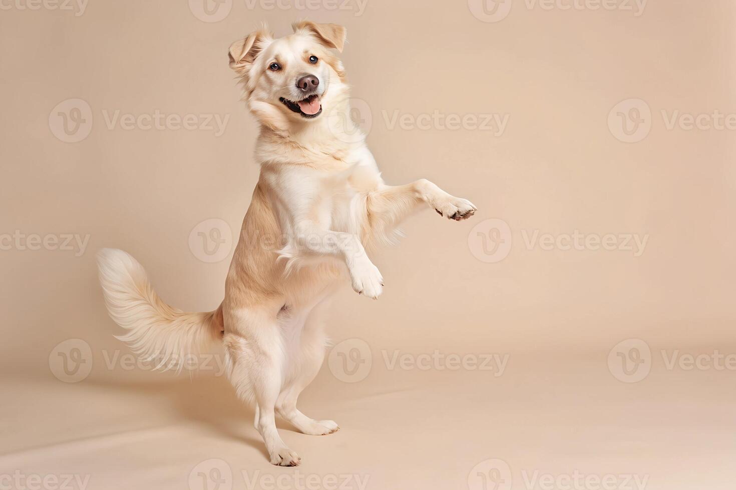 Cute smiling dog jumping and dancing with joy, fun, party, holiday, pets, copyspace, isolated photo
