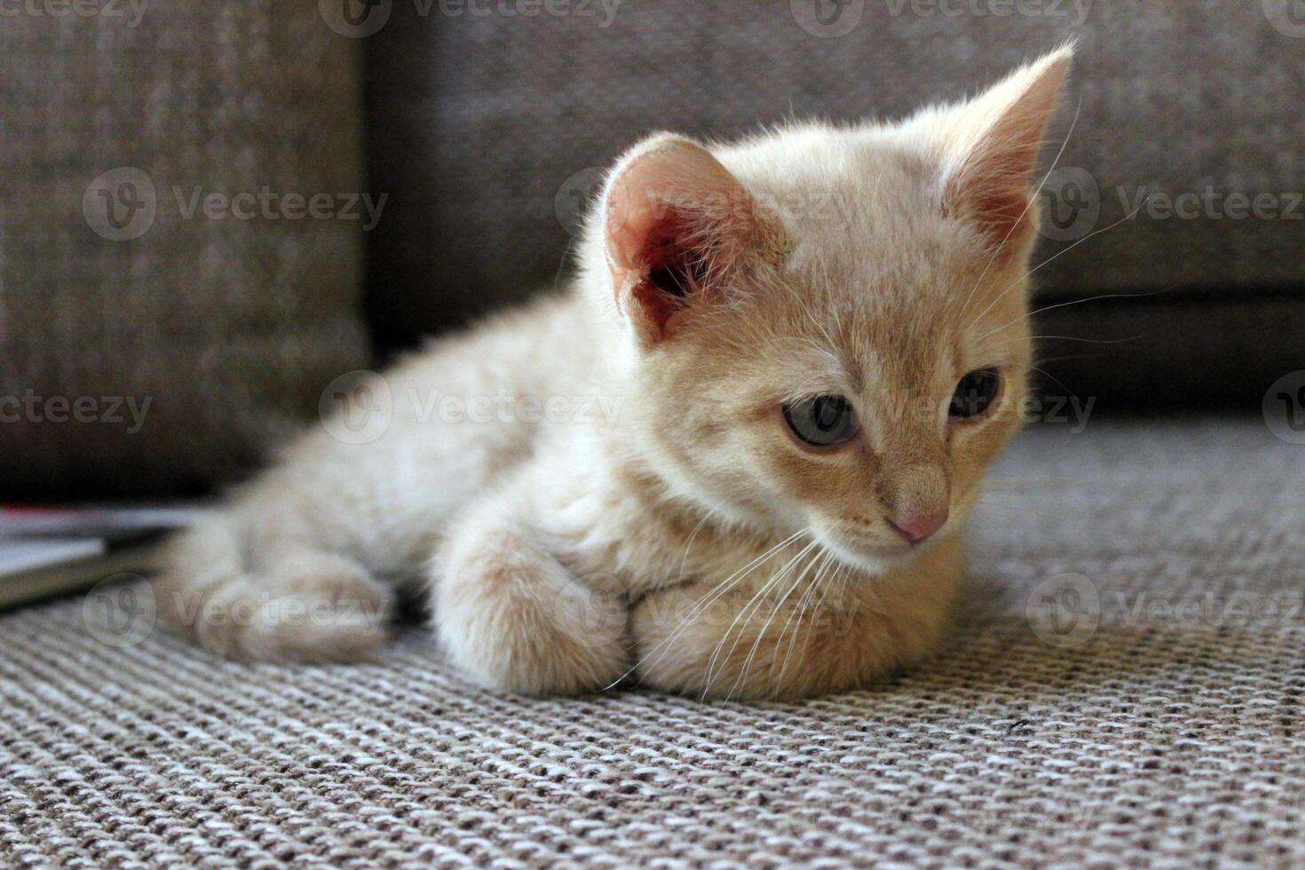Small light-colored kitten resting on a textured surface in a cozy indoor setting while observing its surroundings photo