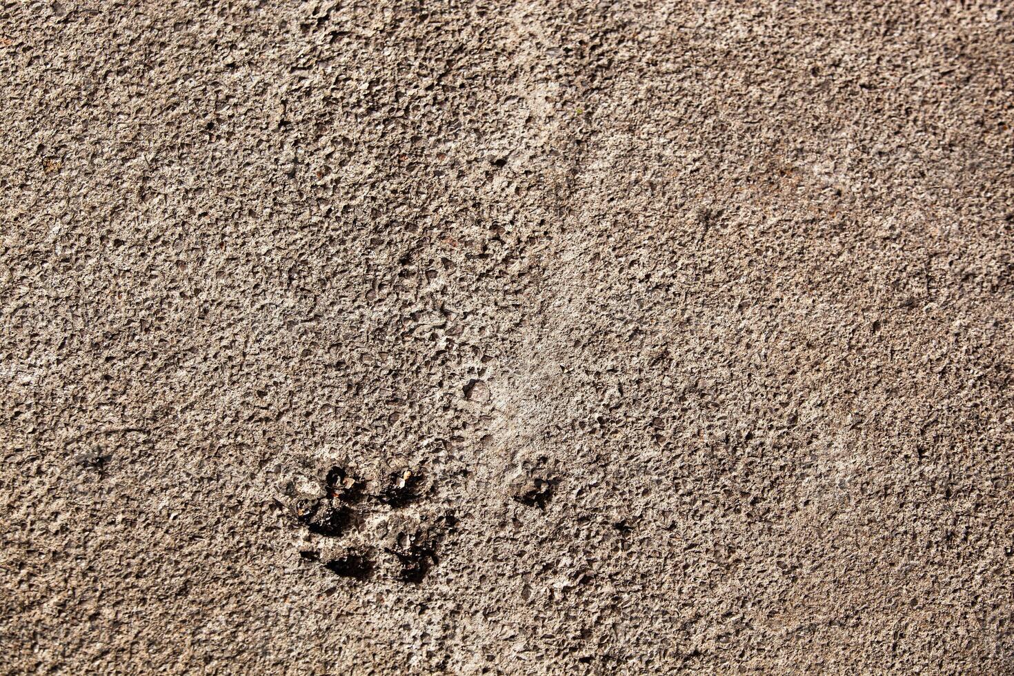 Concrete asphalt with a dog's paw print. Texture. Background for notes. Banner photo
