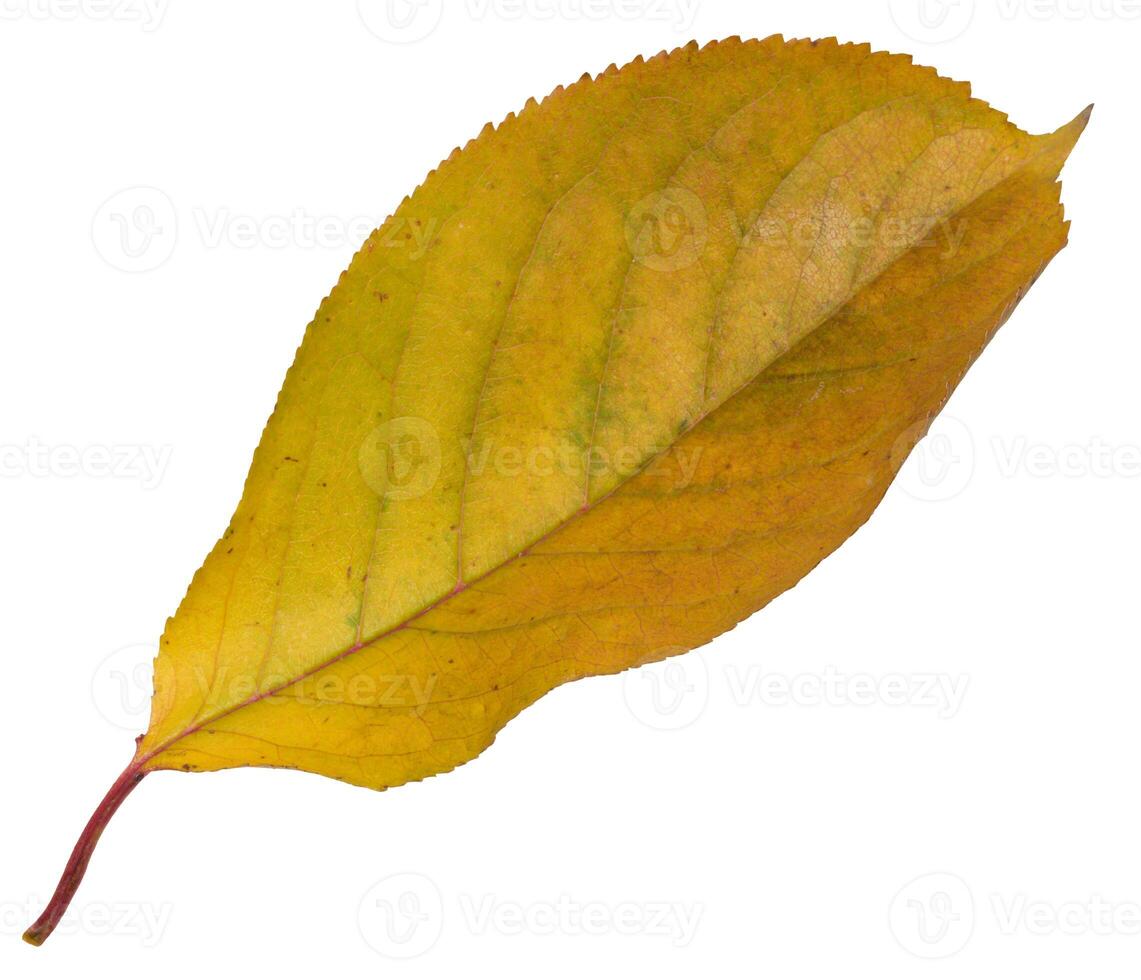 Yellow cherry leaf on isolated background, close up photo