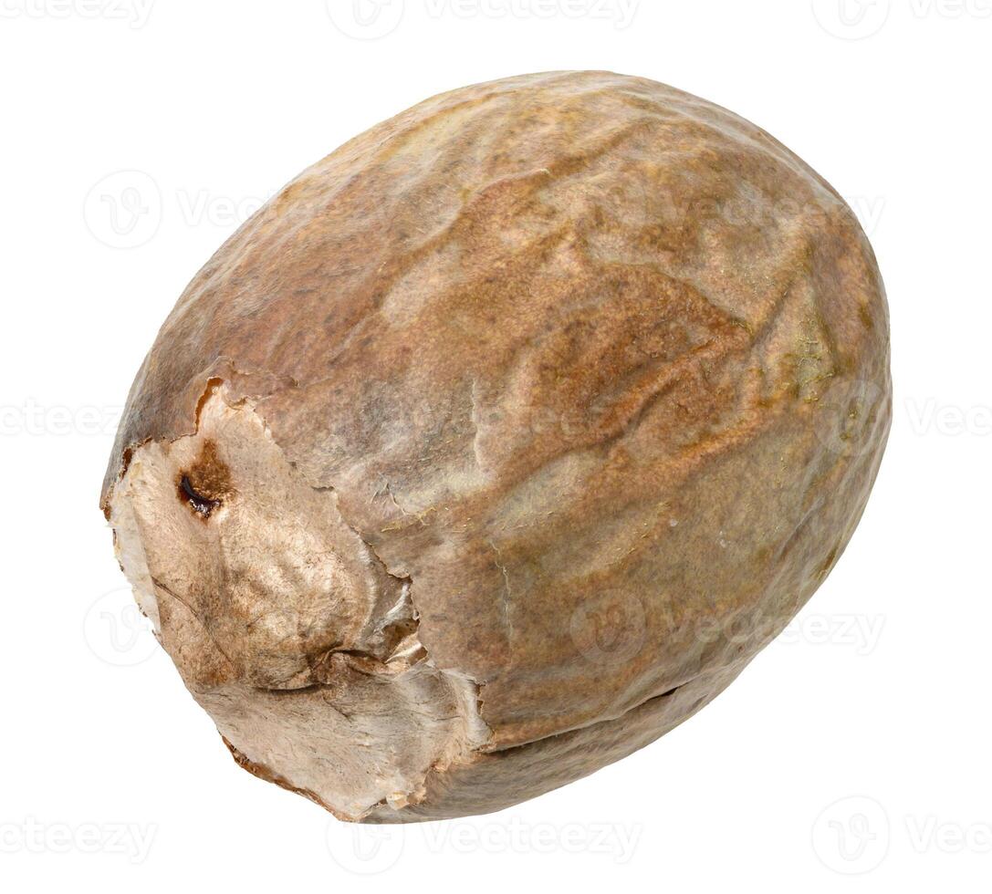 Dry brown avocado pit on isolated background photo