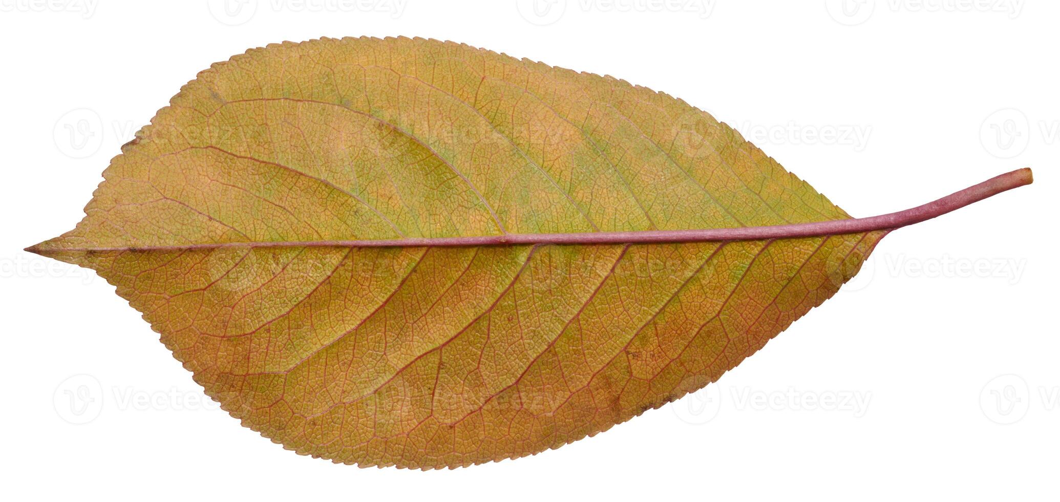 Red cherry leaf on isolated background photo