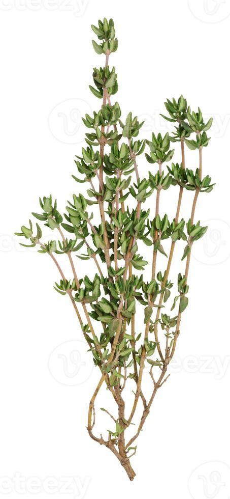 Fresh sprig of thyme on isolated background photo