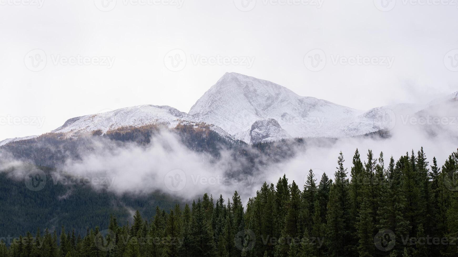 Banner of View of Snow Mountains and Pine Trees Forest in Winter photo