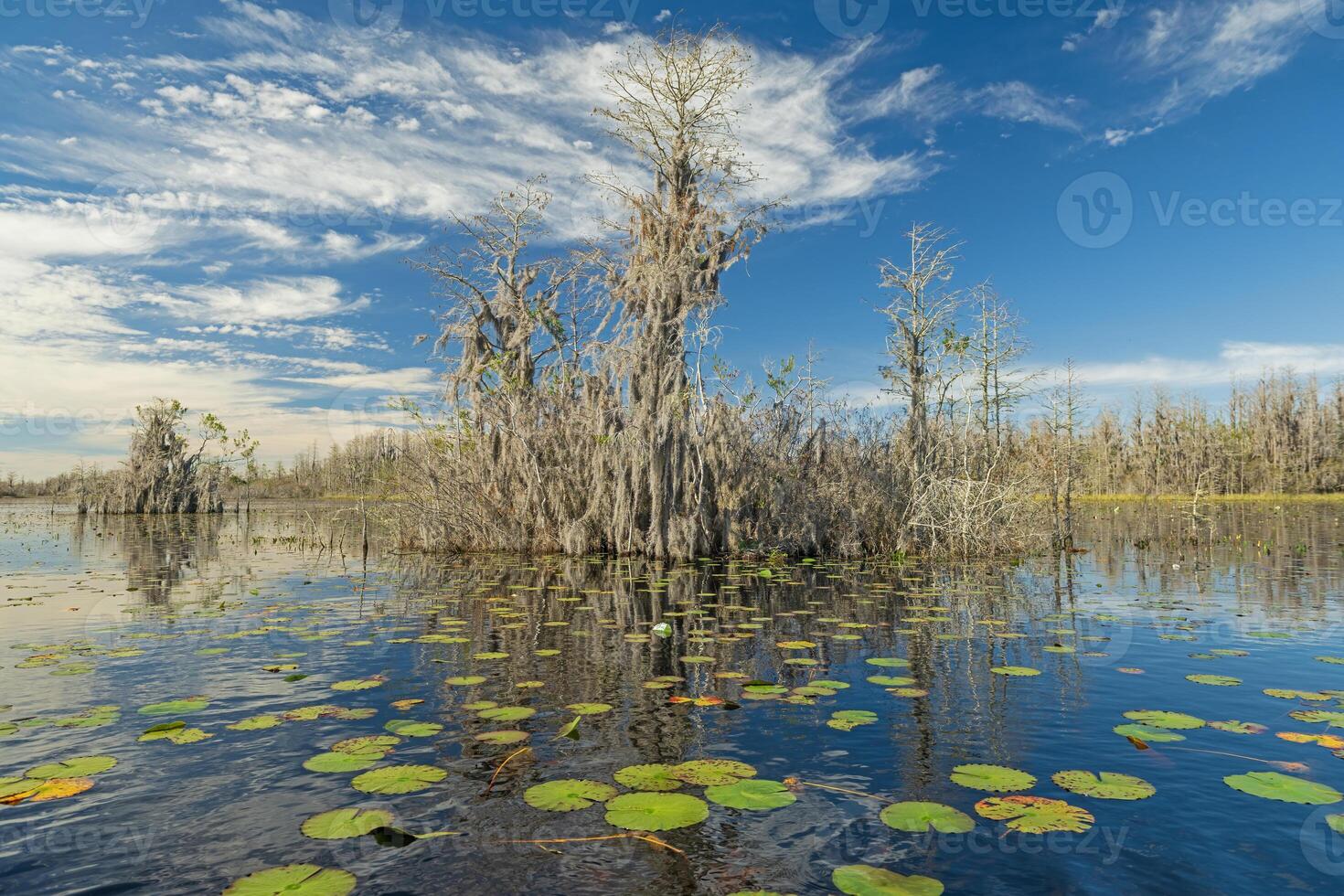 Cypress and Spanish Moss on a Island in the Swamp photo
