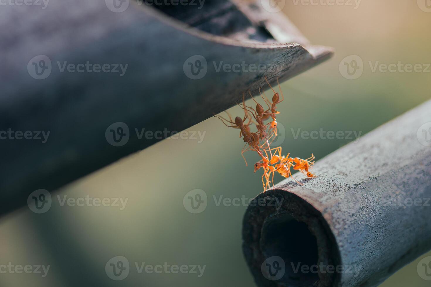 Closeup Ants are walking across an old, broken rope tied to a log. photo