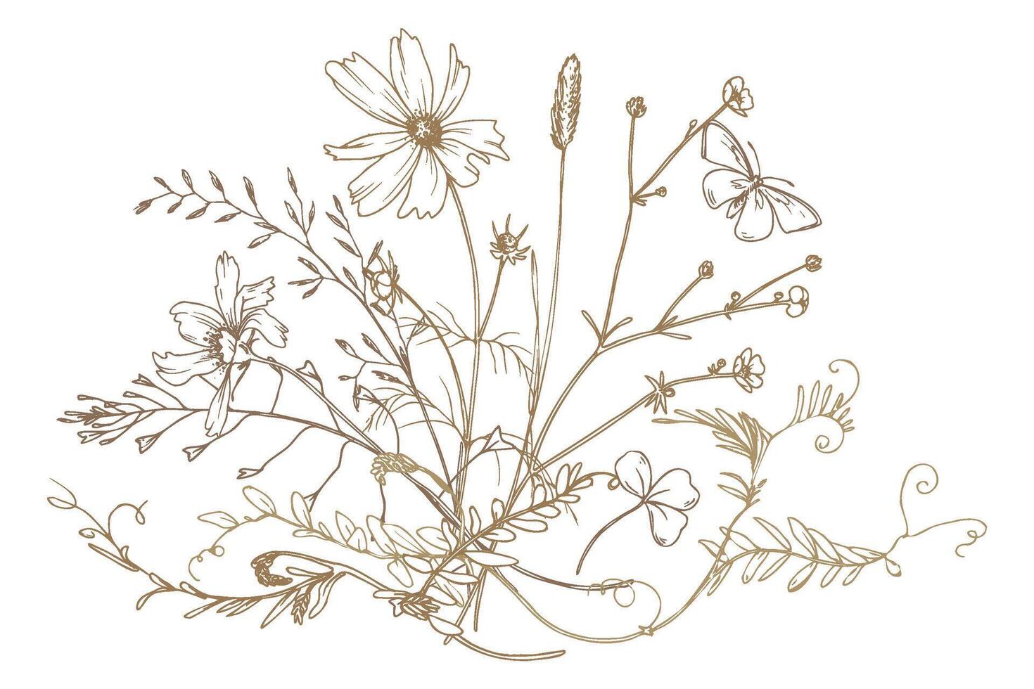 Field, meadow, wild flowers and herbs clover, cosmos, chamomile and bumblebee. Line art is a simple hand-drawn illustration in beige, ochre, brown ink. Bouquet flowers EPS vector