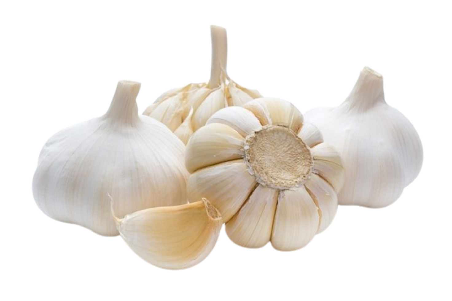 Single Garlic Head on Clear Transparent Canvas png