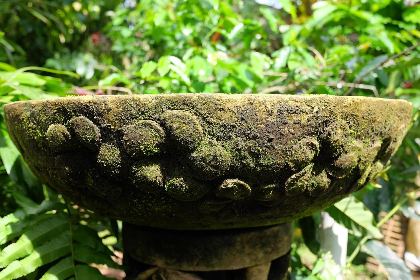 Fresh green moss propagate on clay water basin in tropical garden photo