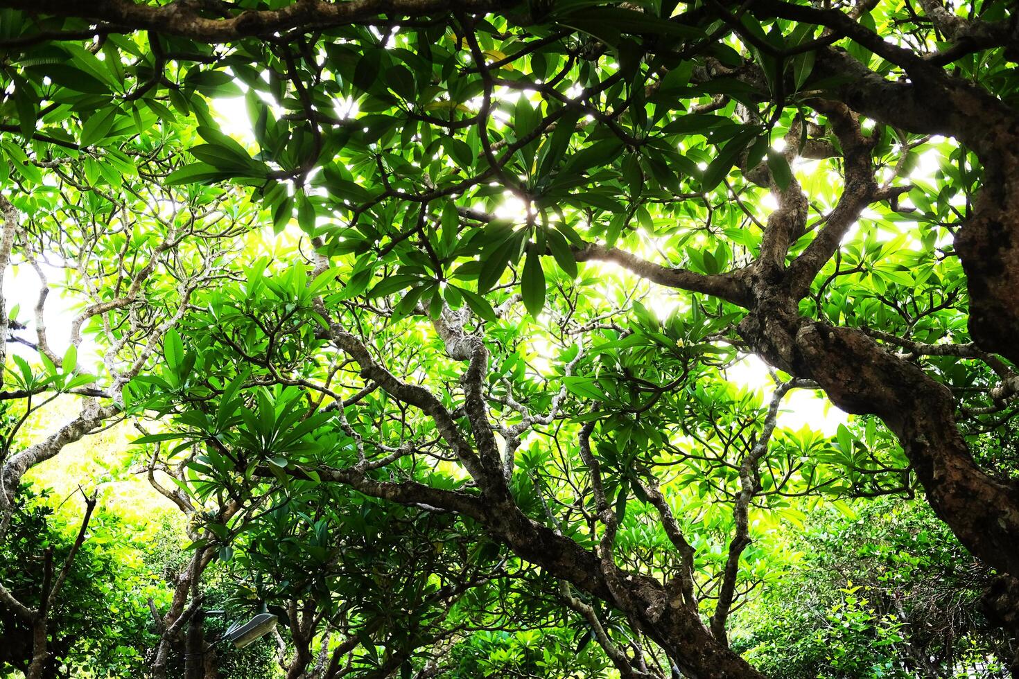 fresh green Frangipani flower branch and tropical plant in natural sunlight of garden photo
