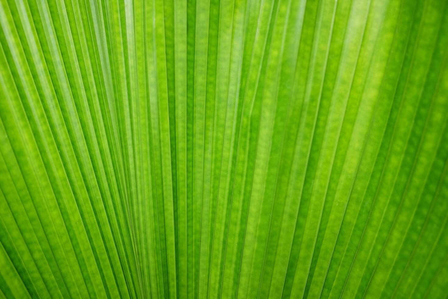 Green palm tree leaf texture and background photo