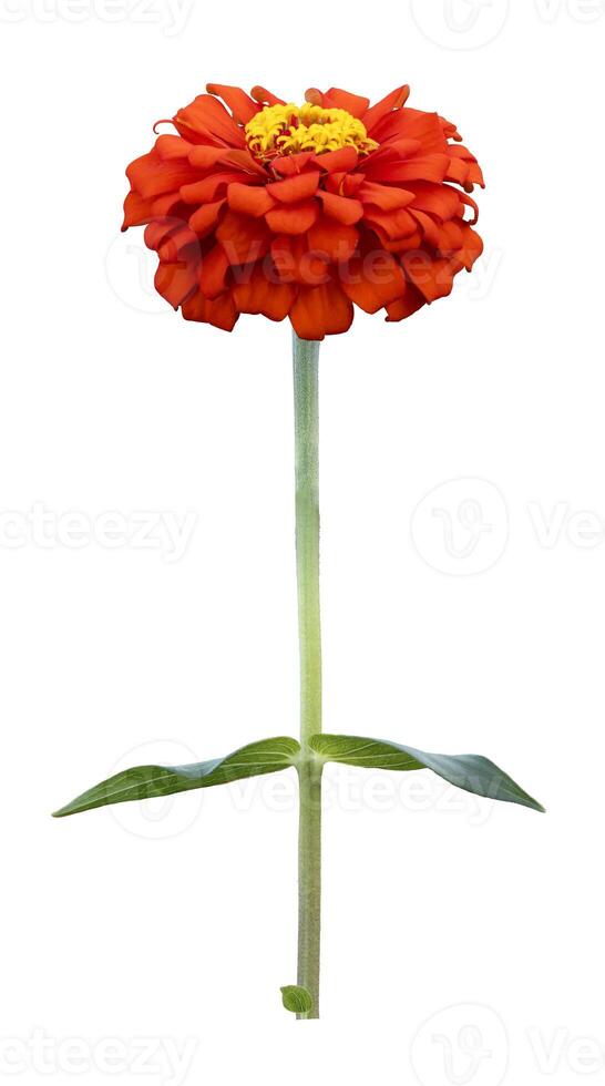 The isolated orange red zinnia flower with stem cut out on white background for summer season and graphic design concept photo