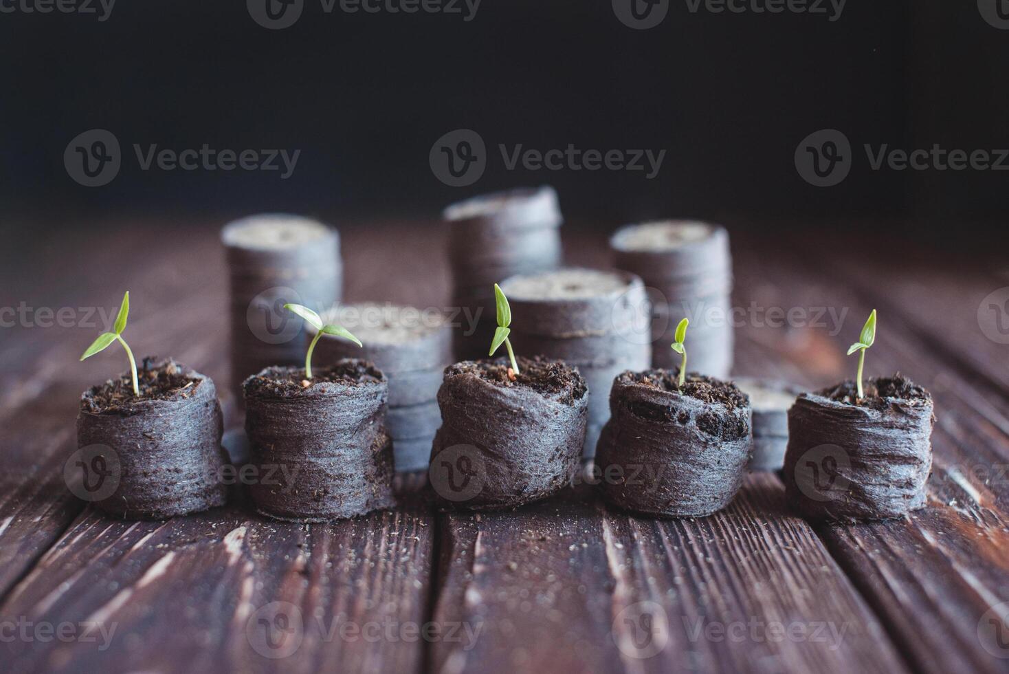 Green sprouts of peppers sprouted in peat tablets on a wooden background. Seedlings of peppers. photo