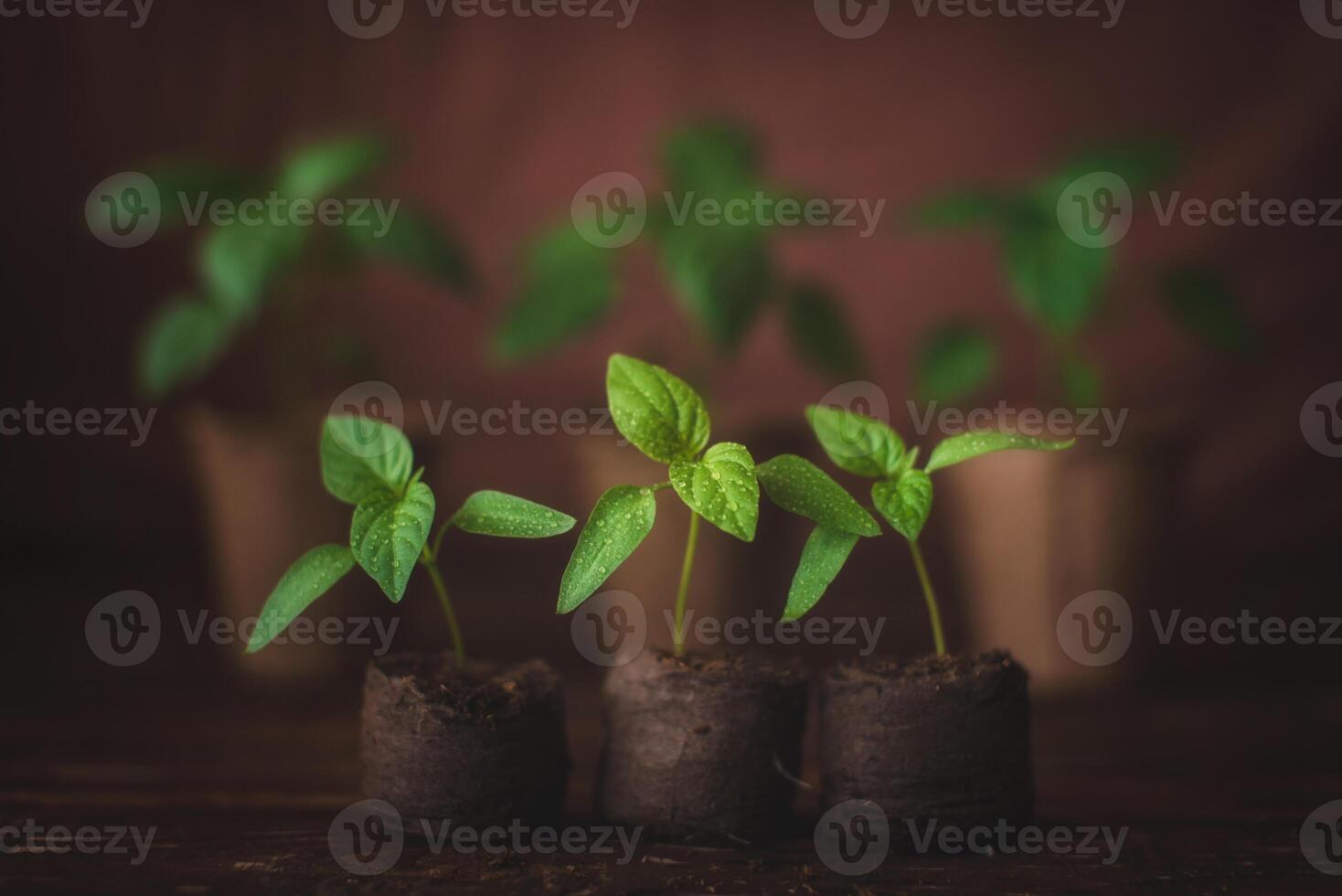 Pepper sprout in a peat pot and peat tablets on a wooden background. Growing domestic herbs and vegetables. photo