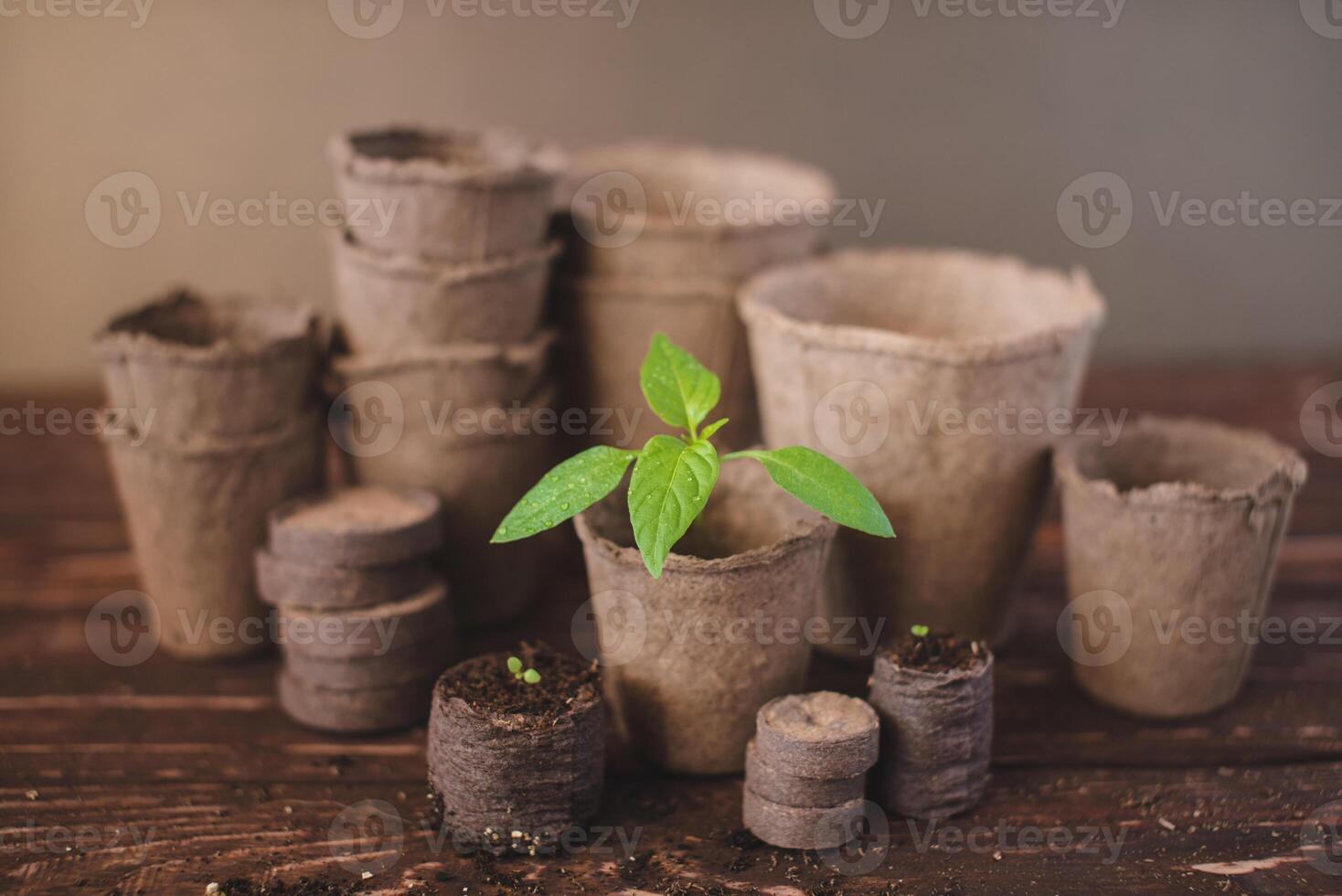 Seedlings, pots and peat tablets on a wooden background. photo