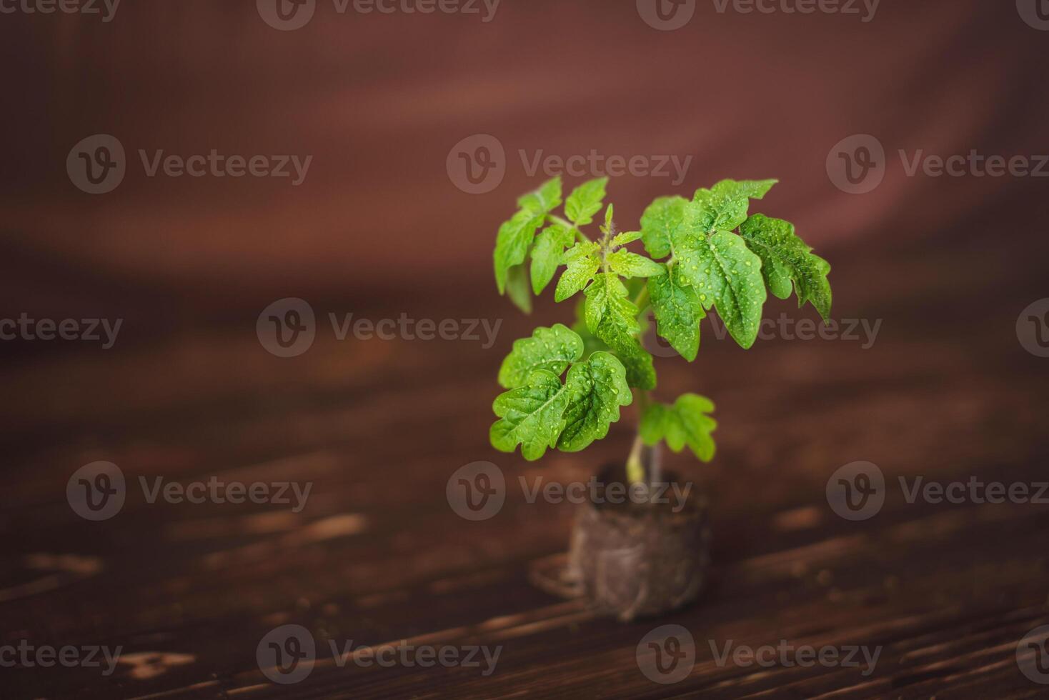 Tomato seedling in a peat tablet on a wooden background. photo