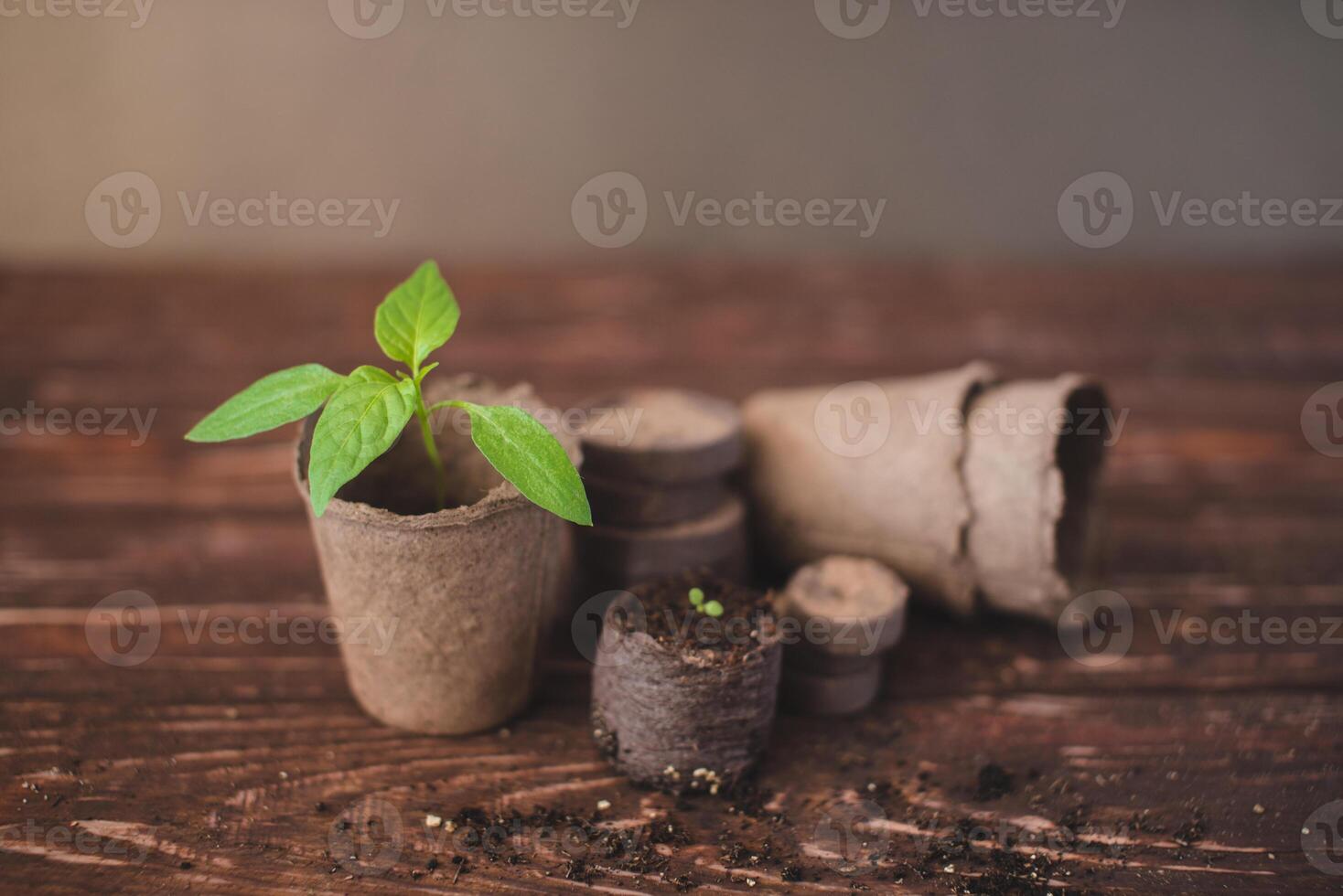 Pepper sprout in a peat pot and peat tablets on a wooden background. Growing domestic herbs and vegetables. photo