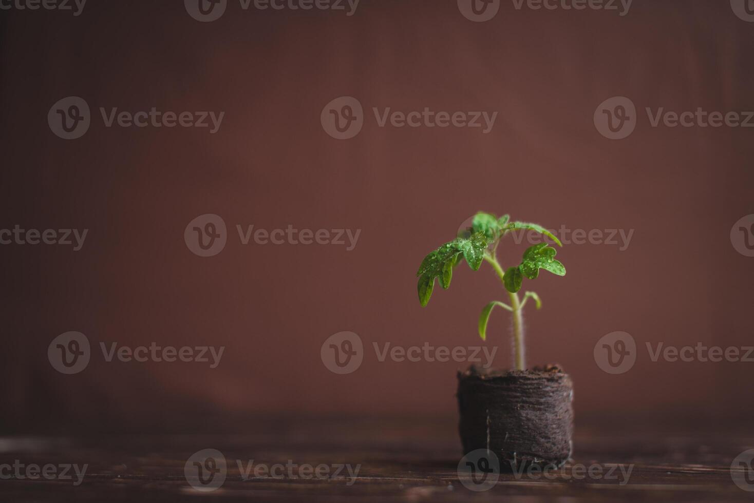 Young tomato sprout in a peat tablet on a wooden background. photo