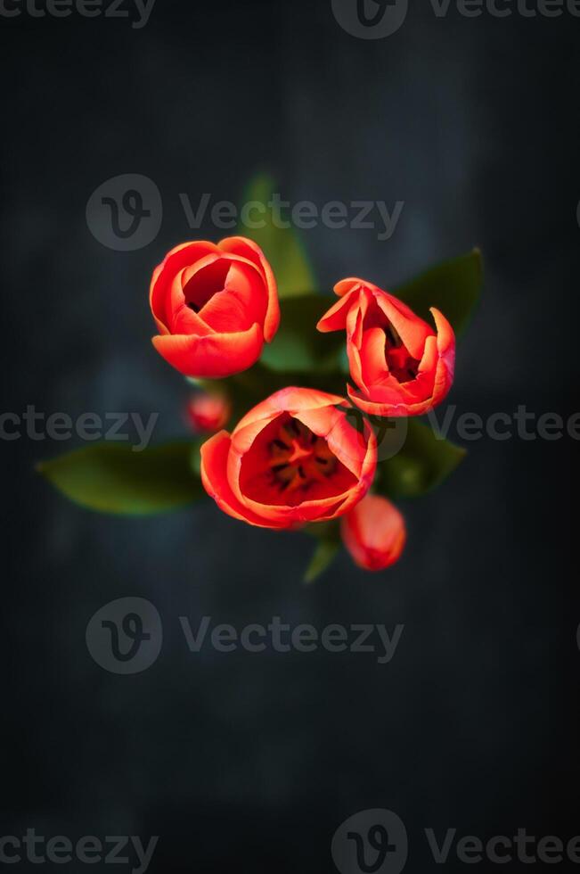 Five red tulips on black background. Close-up. photo