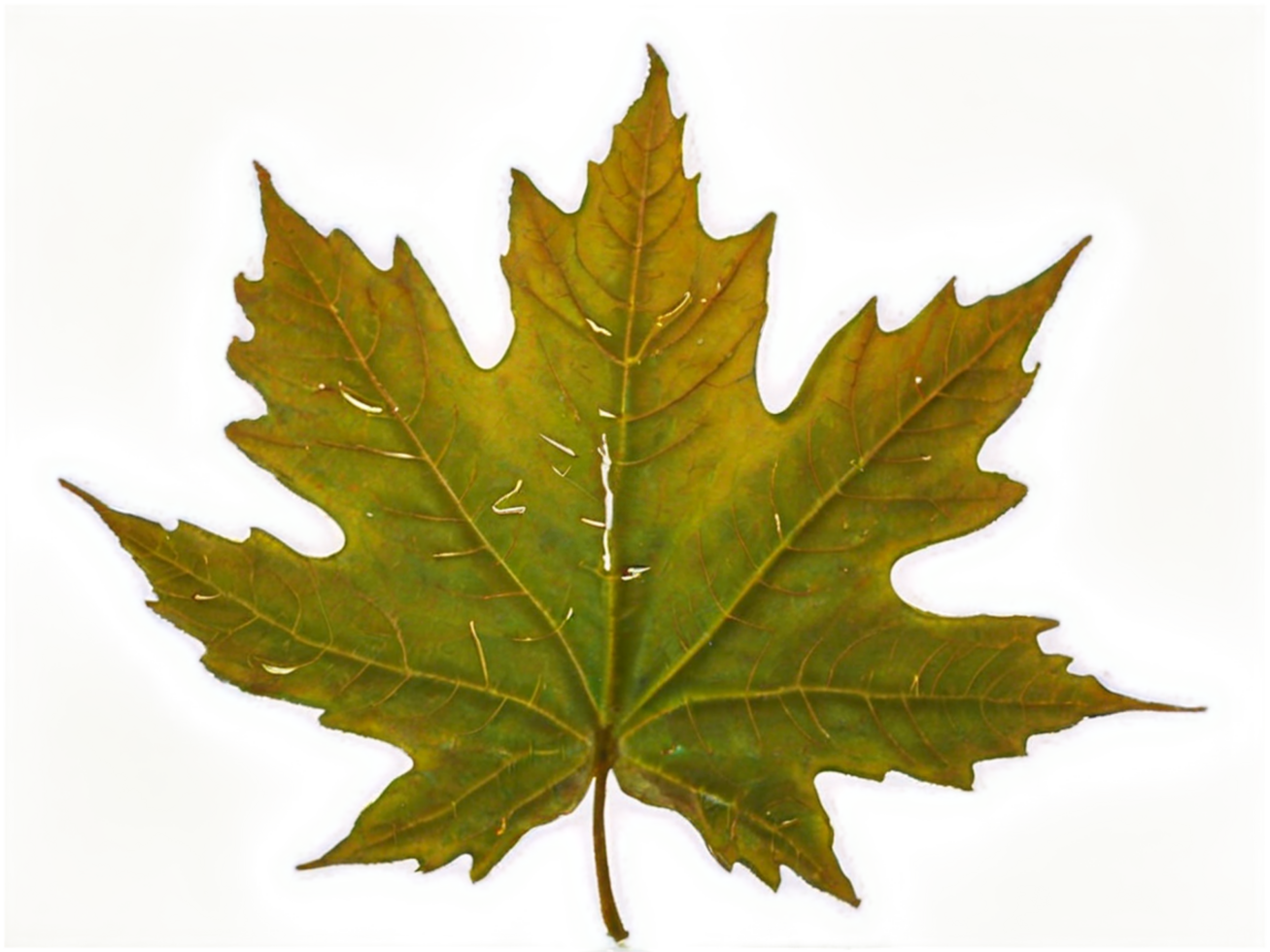 maple leaf on transparent background png
