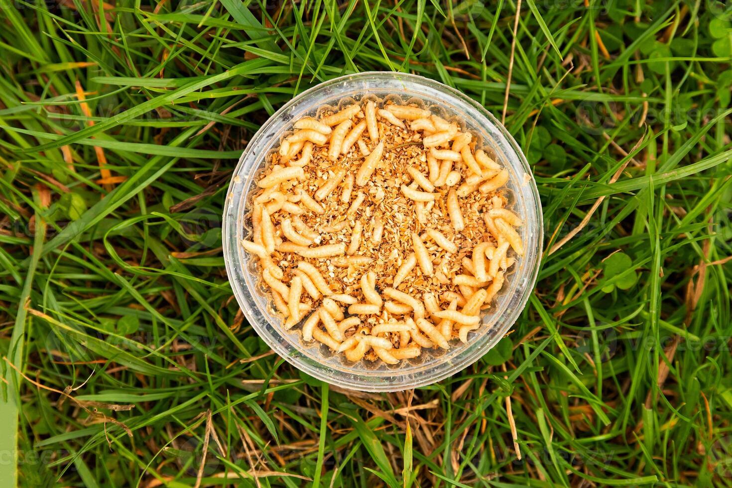 Blowfly larvae, used for catching fish. Location near the river. Selective focus. photo