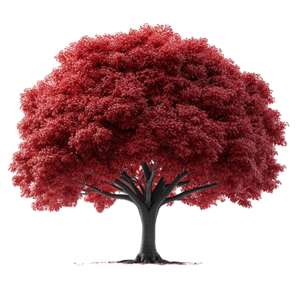 A Vibrant Red Maple Tree on transparent background png