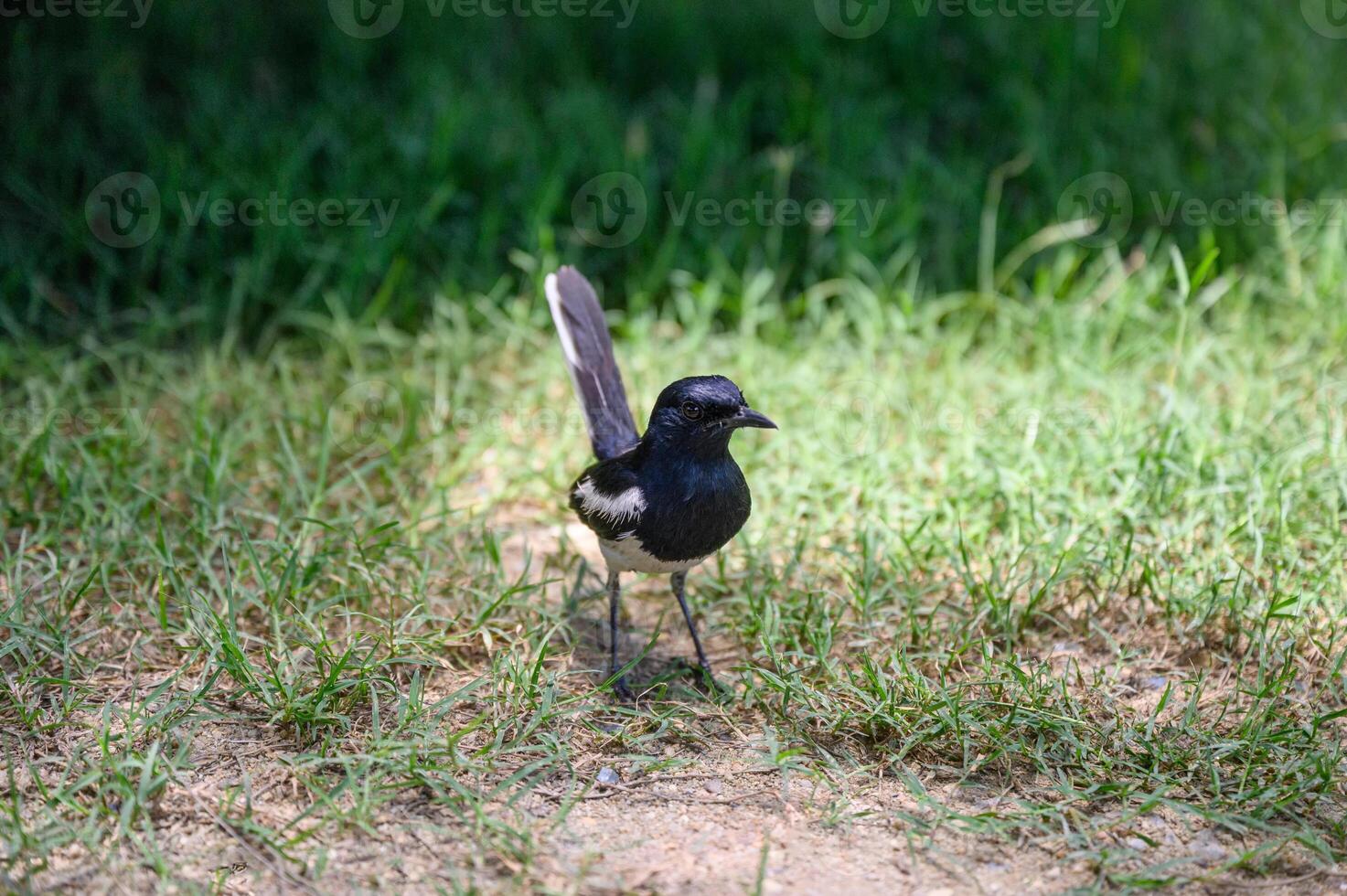Oriental magpie robin, Tiny bird standing on grass in countryside photo