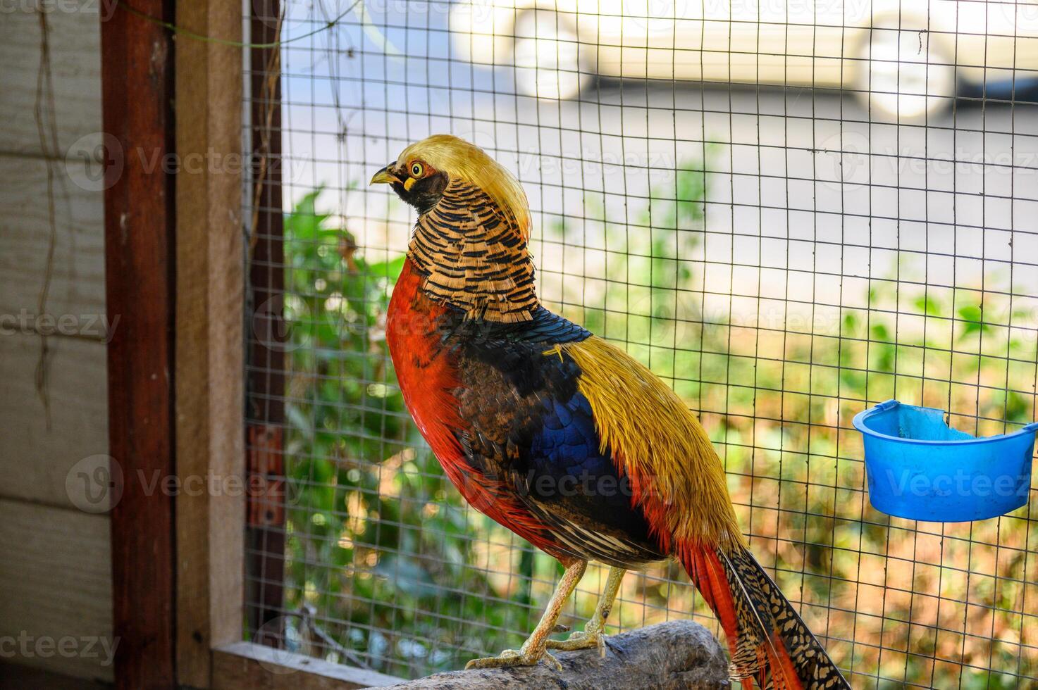 Golden pheasant is colorful wild bird photo