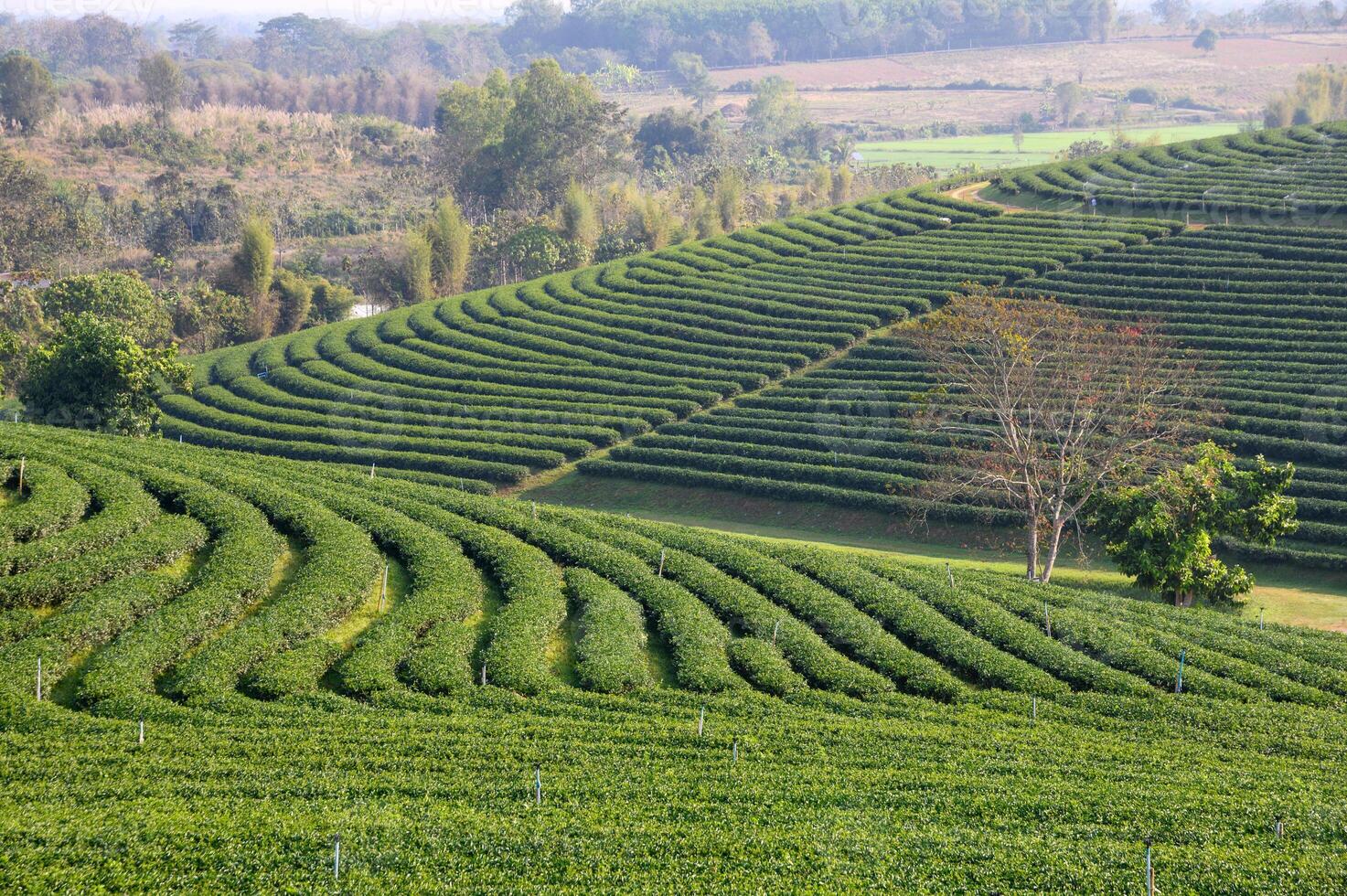Green tea plantation on hill photo