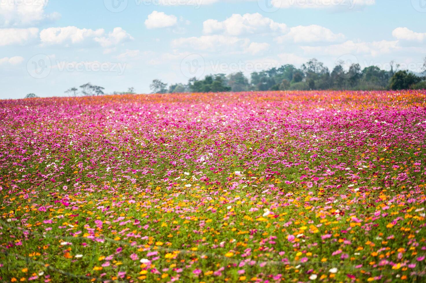 Colorful cosmos flower blooming in garden photo