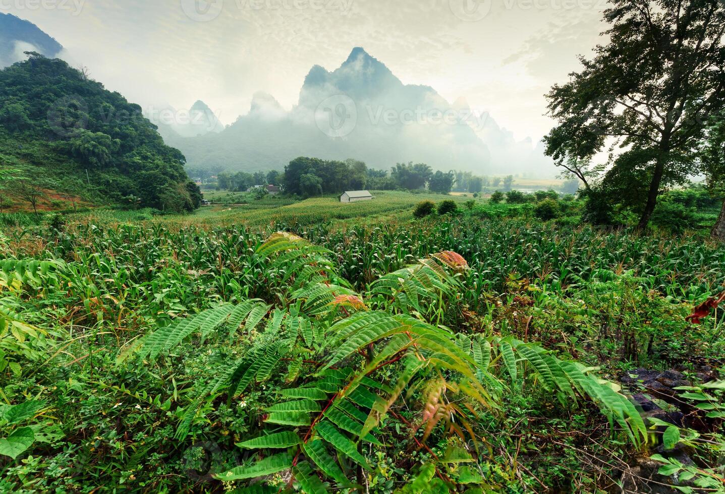 Lush forest with foggy mountain in Phong Nam Valley at the morning photo
