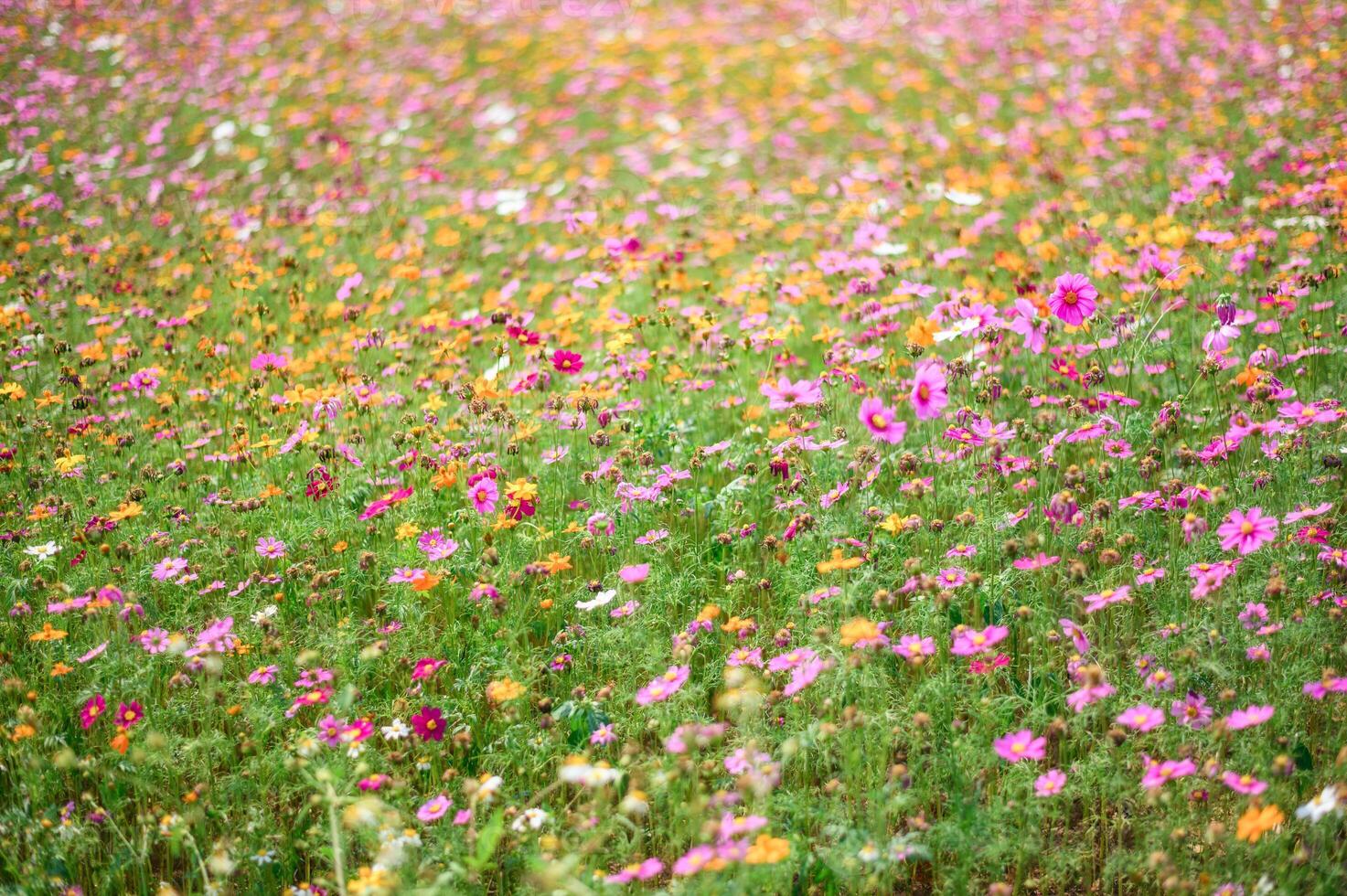 Colorful cosmos field blooming photo