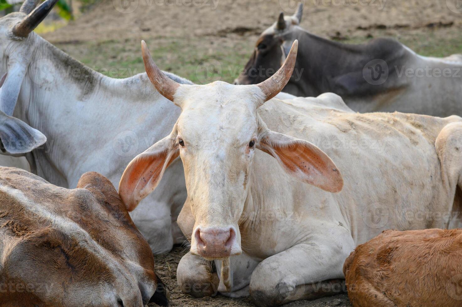 Herd of cows resting in stall at evening photo