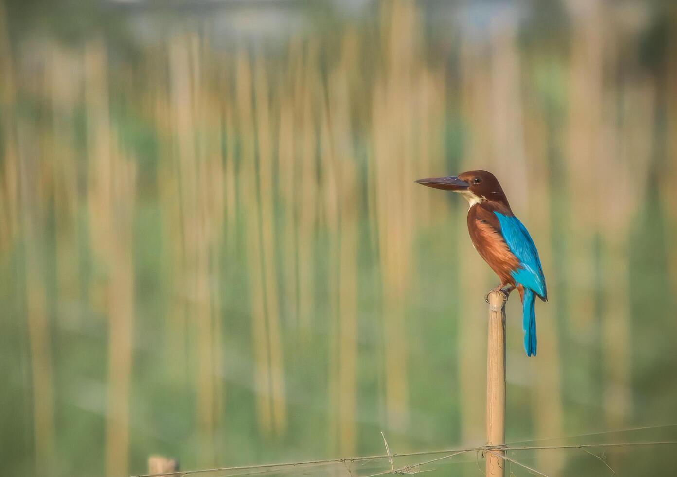 A vibrant blue and orange kingfisher bird with a long beak and tail is perched on a thin, brown wooden pole in a lush, green field. photo
