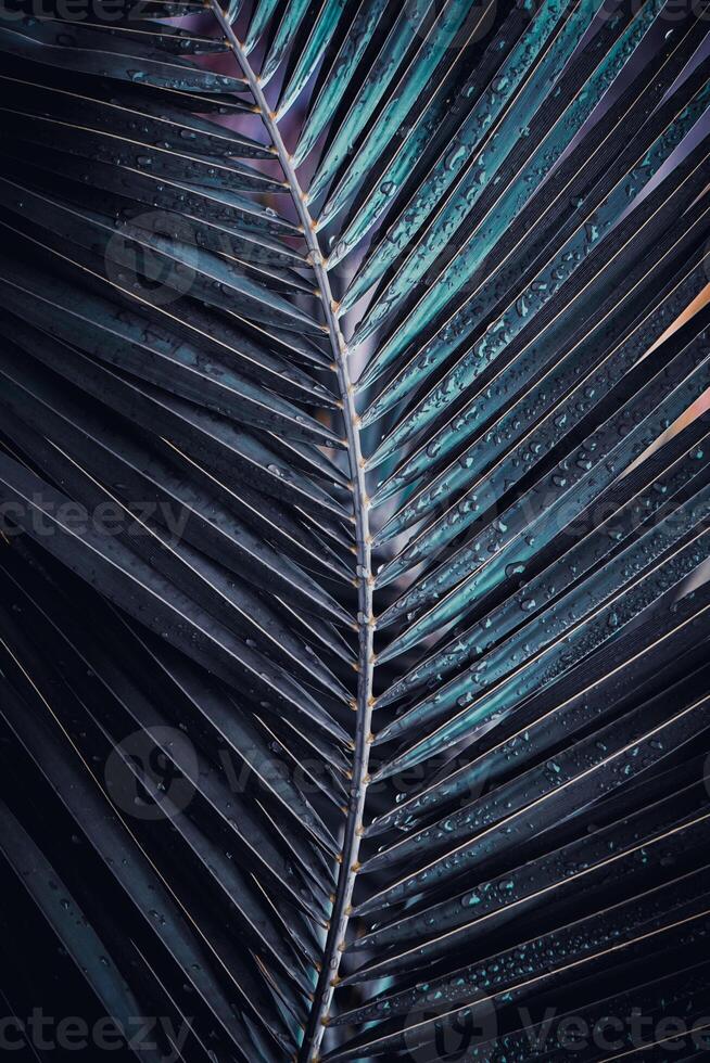 palm tree leaves in springtime, abstract background photo