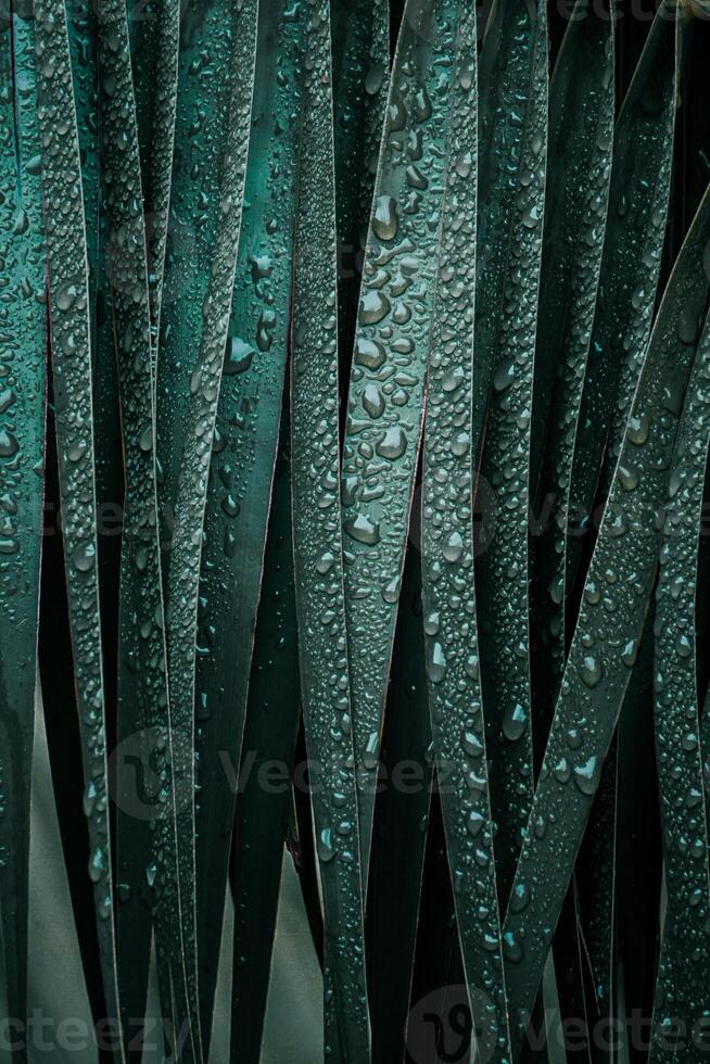 palm tree leaves in springtime, abstract background photo