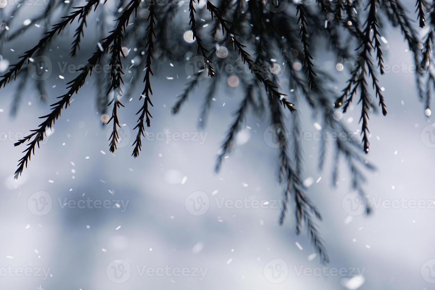 cypress branches with snow in winter. photo