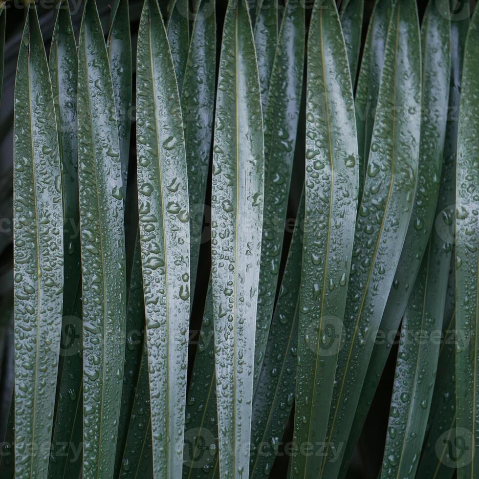 palm tree leaves in springtime, abstract background photo