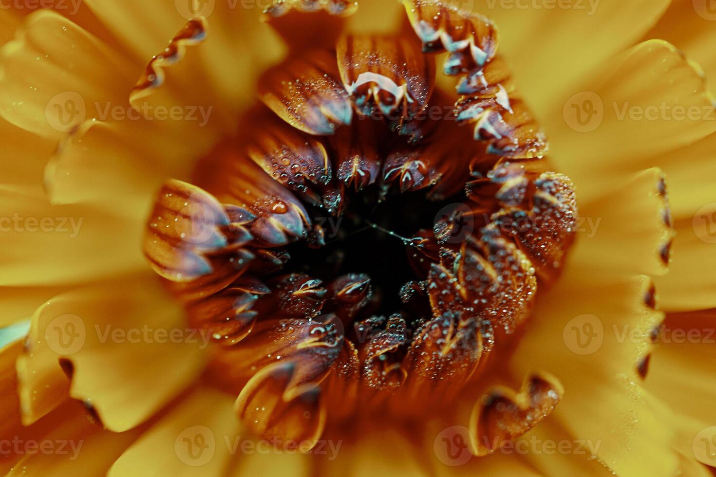 beautiful orange calendula in the garden in springtime, pot marigold photo