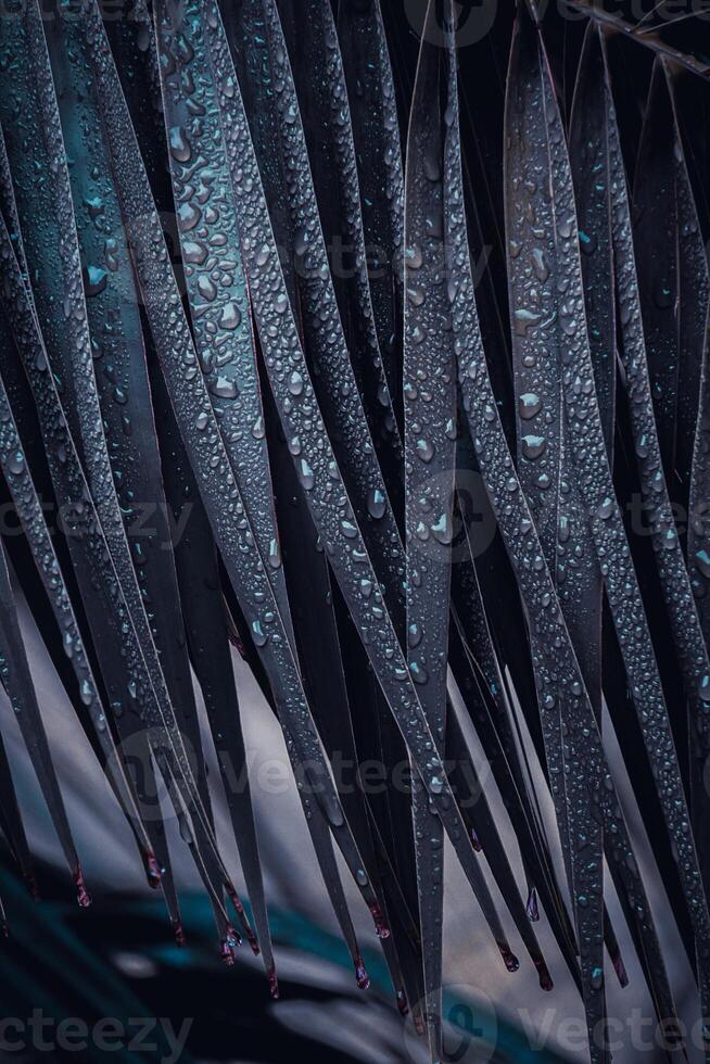palm tree leaves in springtime, abstract background photo