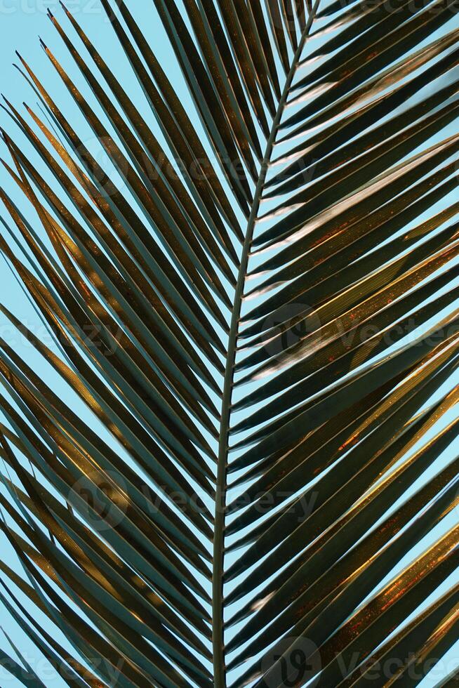 palm tree leaves in springtime, abstract background photo