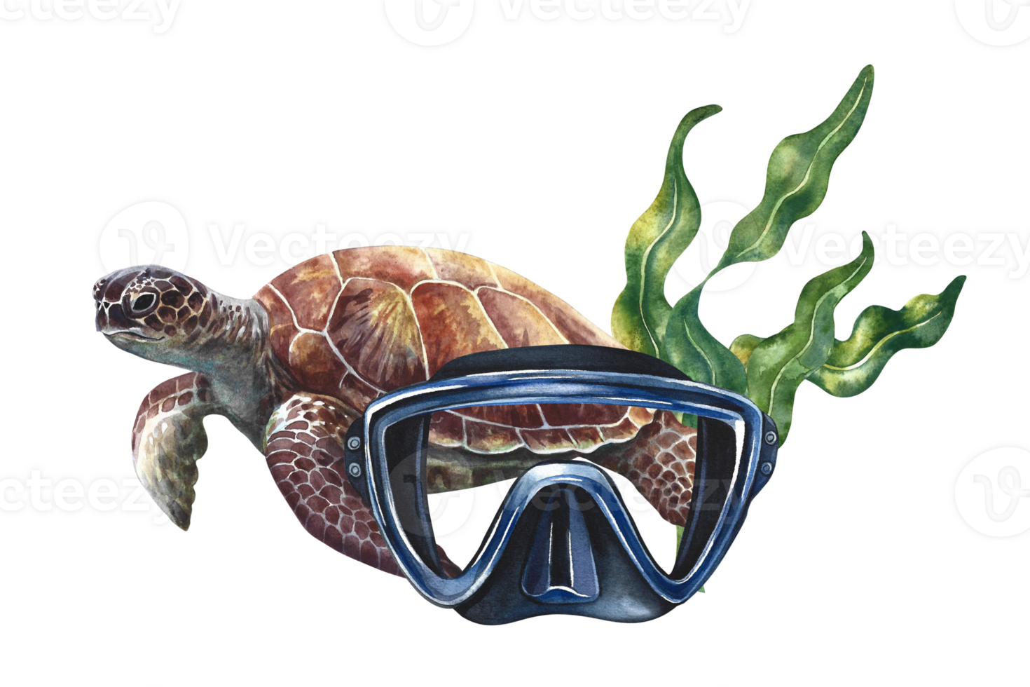 Diving. Diver's mask, sea turtle and algae. A hand-drawn watercolor illustration. A turtle swimming in corals. Isolate it. For postcards, prints, stickers, flyers and banners. png