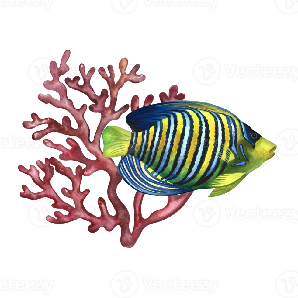 Marine reef fish - angel and coral. A hand-drawn watercolor illustration. Aquarium, tropical, reef fish and corals. For postcards, prints, stickers and flyers. For banners and posters. png
