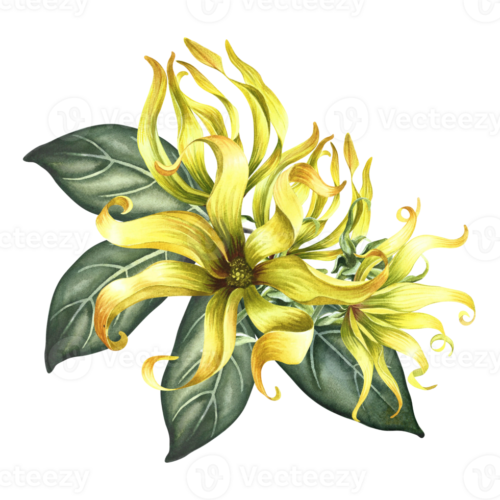 Ylang-ylang or kanaga flowers. A bouquet of exotic fragrant yellow flowers with leaves. A hand-drawn watercolor illustration. A design element on an isolated background. png