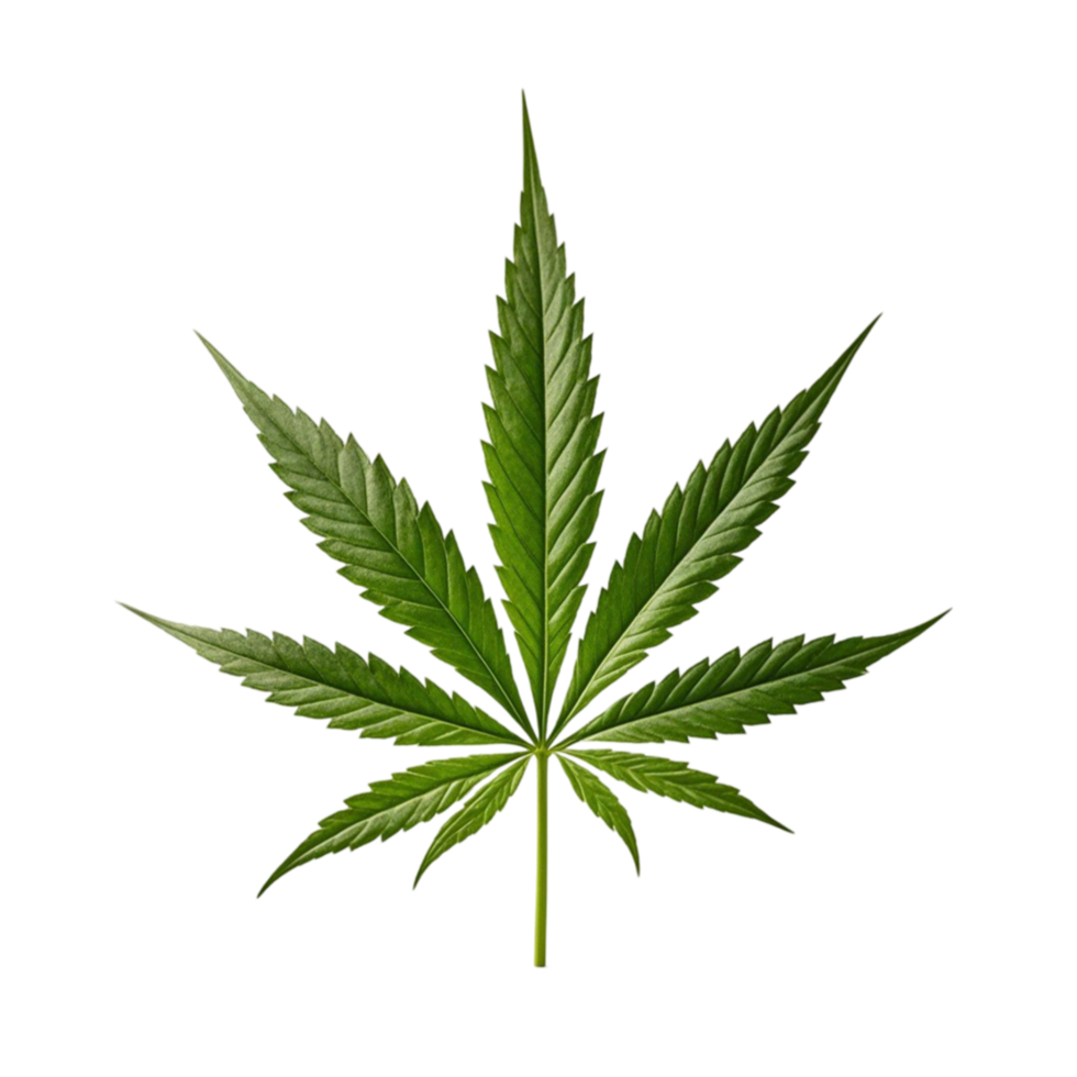 Vibrant Green Marijuana Leaf on Transparent Background png