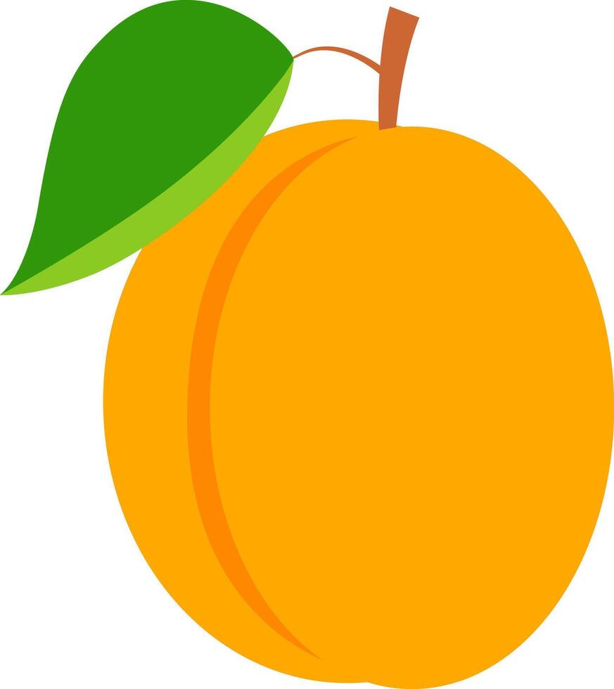 Apricot in cartoon style. vector