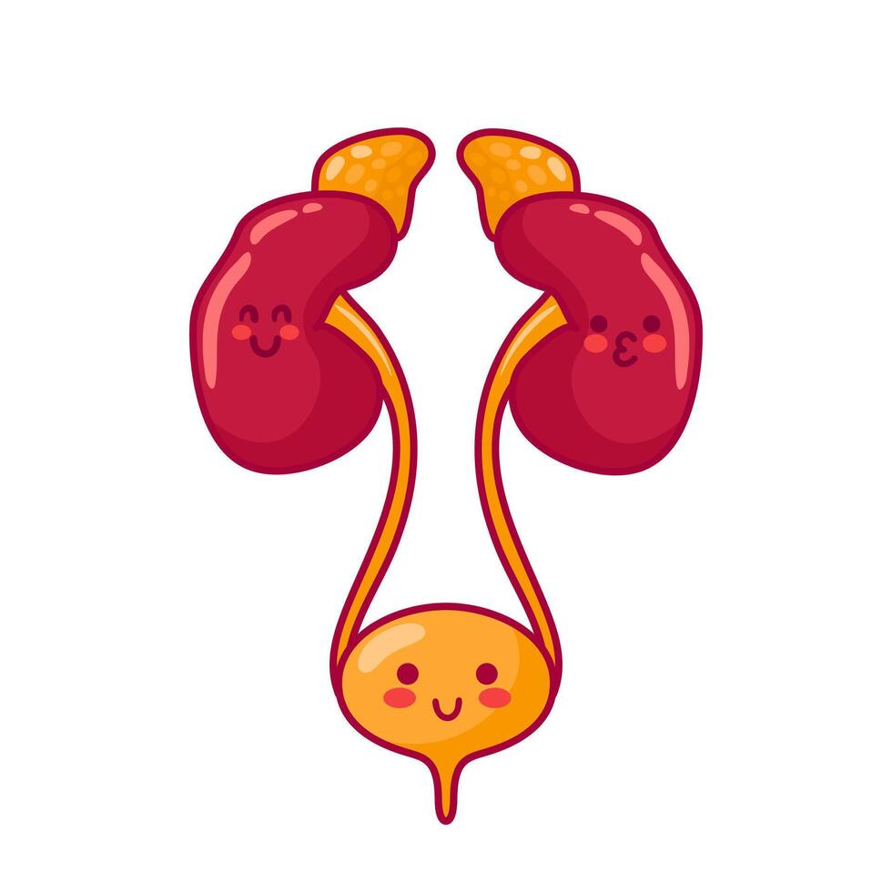 Human kidneys and bladder. Cute characters in kawaii style. Healthy organs, urinary system. illustration, flat style. Health problems. For sticker, books, design. Medical brochure template. vector